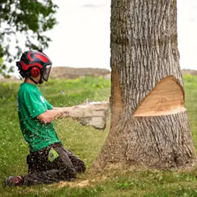 Abattage d'arbres et arbres dangereux  74